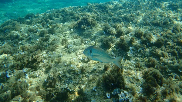 Gilt Head Bream Sparus Aurata Orata Dorada Aegean Sea Greece — Stock Photo, Image