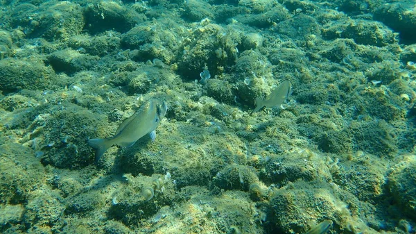 金頭鯛 スパルス オーラタ オラタ ドラダ エーゲ海 ギリシャ ハルキディキ — ストック写真
