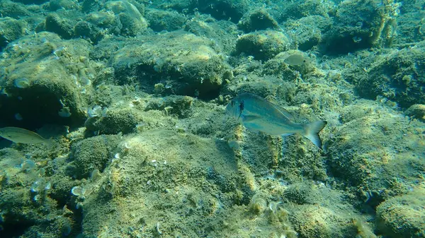 Gilt Head Bream Sparus Aurata Orata Dorada Aegean Sea Greece — Stock Photo, Image