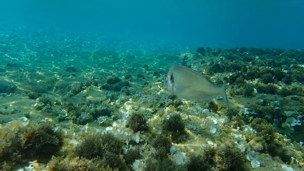 Goldbrassen Sparus Aurata Orata Dorada Ägäis Griechenland Chalkidiki — Stockfoto