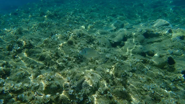金頭鯛 スパルス オーラタ オラタ ドラダ エーゲ海 ギリシャ ハルキディキ — ストック写真