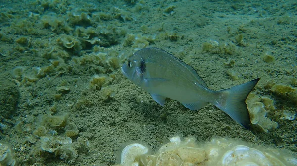 Zlacená Hlavice Sparus Aurata Orata Dorada Egejské Moře Řecko Halkidiki — Stock fotografie