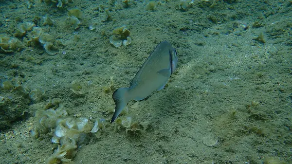 Dourada Cabeça Bream Sparus Aurata Orata Dorada Mar Egeu Grécia — Fotografia de Stock