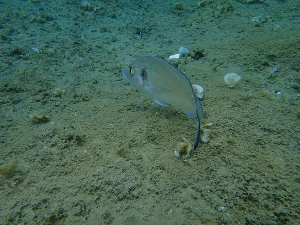 金頭鯛 スパルス オーラタ オラタ ドラダ エーゲ海 ギリシャ ハルキディキ — ストック写真