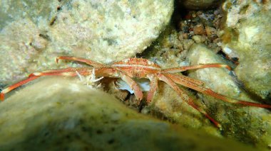 Sally Lightfoot yengeci (Percnon gibbesi), Ege Denizi, Yunanistan, Cape Sounio