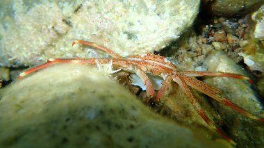 Sally Lightfoot yengeci (Percnon gibbesi), Ege Denizi, Yunanistan, Cape Sounio