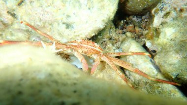 Sally Lightfoot yengeci (Percnon gibbesi), Ege Denizi, Yunanistan, Cape Sounio