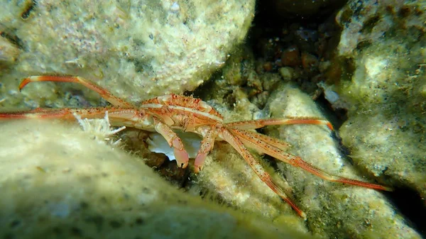 Crabe Commun Percnon Gibbesi Mer Égée Grèce Cap Sounio — Photo