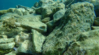 Süslü grasse (Thalassoma pavo), Ege Denizi, Yunanistan, Cape Sounio