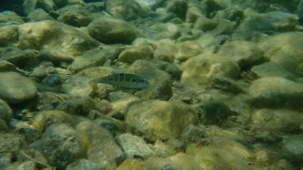 Wrasse Ozdobne Thalassoma Pavo Morze Egejskie Grecja Przylądek Sounio — Zdjęcie stockowe