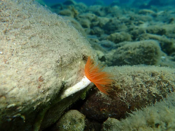 Polychaeta (Protula tubularia), Aegean Sea, Greece, Halkidiki
