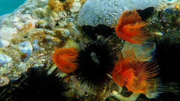Polychaeta (Protula tubularia), Aegean Sea, Greece, Halkidiki