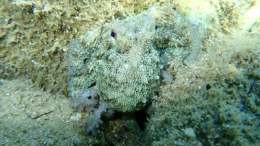 Küçük ortak ahtapot (Octopus vulgaris), Ege Denizi, Yunanistan, Halkidiki