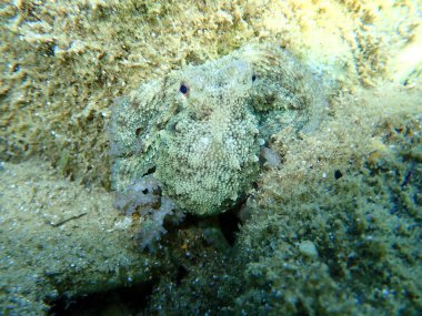 Küçük ortak ahtapot (Octopus vulgaris), Ege Denizi, Yunanistan, Halkidiki