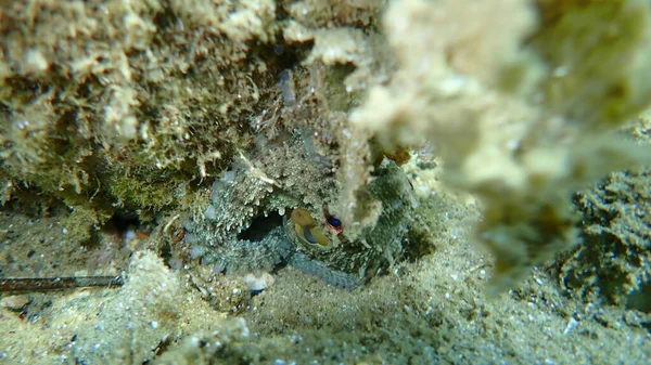 Kevés Közönséges Polip Octopus Vulgaris Égei Tenger Görögország Halkidiki — Stock Fotó