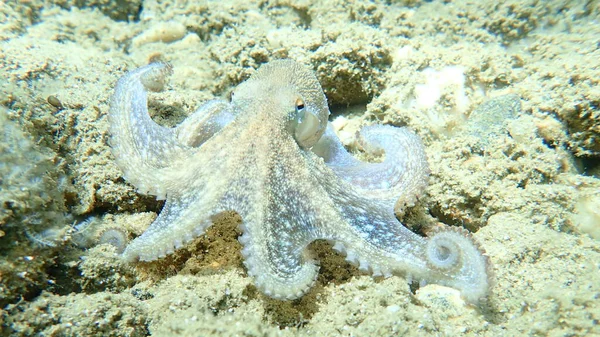 Liten Vanlig Bläckfisk Octopus Vulgaris Egeiska Havet Grekland Halkidiki — Stockfoto