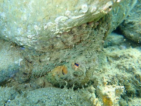 Polvo Pouco Comum Octopus Vulgaris Mar Egeu Grécia Halkidiki — Fotografia de Stock