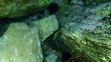 Esmer orfoz veya sarı göbekli kaya morinası veya sarı göbekli orfoz veya orfoz (Epinephelus marginatus), Ege Denizi, Yunanistan, Cape Sounio