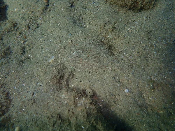 Wide Eyed Flounder Bothus Podas Aegean Sea Greece Halkidiki — 图库照片