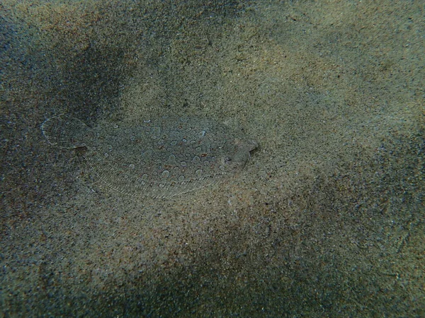 Linguado Olhos Largos Bothus Podas Mar Egeu Grécia Halkidiki — Fotografia de Stock