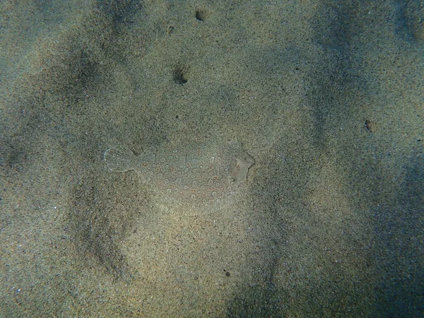 The wide-eyed flounder (Bothus podas), Aegean Sea, Greece, Halkidiki