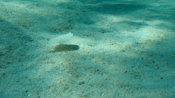 Wide Eyed Flounder Bothus Podas Aegean Sea Greece Halkidiki — 图库照片