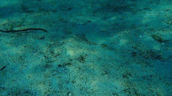 Nagyszemű Lepényhal Bothus Podas Égei Tenger Görögország Halkidiki — Stock Fotó