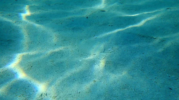 Şaşı Dil Balığı Bothus Podas Ege Denizi Yunanistan Halkidiki — Stok fotoğraf