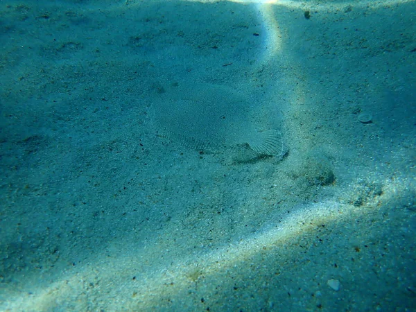 Linguado Olhos Largos Bothus Podas Mar Egeu Grécia Halkidiki — Fotografia de Stock