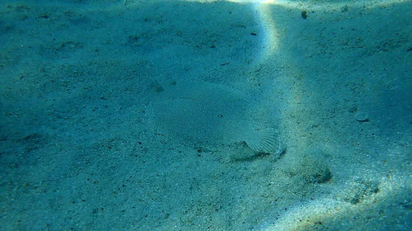 Flounder Bermata Lebar Bothus Podas Laut Aegea Yunani Halkidiki — Stok Foto