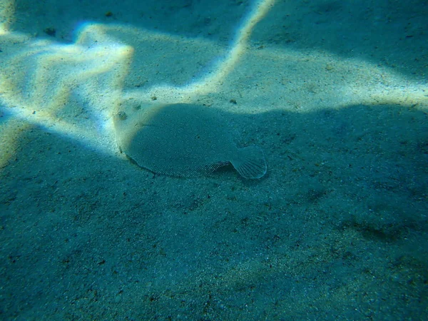 Passera Pianuzza Dagli Occhi Larghi Bothus Podas Mar Egeo Grecia — Foto Stock