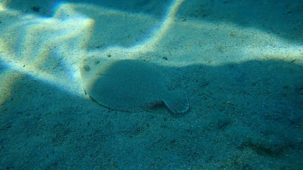 Passera Pianuzza Dagli Occhi Larghi Bothus Podas Mar Egeo Grecia — Foto Stock