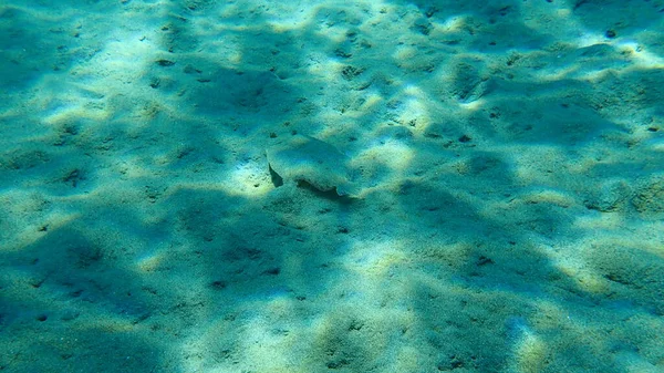 The wide-eyed flounder (Bothus podas), Aegean Sea, Greece, Halkidiki