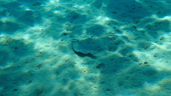 Nagyszemű Lepényhal Bothus Podas Égei Tenger Görögország Halkidiki — Stock Fotó