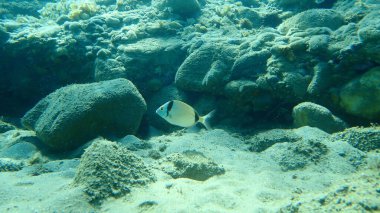Yaygın iki şeritli çipura (Diplodus vulgaris), Ege Denizi, Yunanistan, Halkidiki