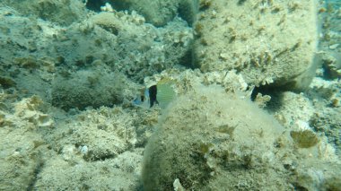 Yaygın iki şeritli çipura (Diplodus vulgaris), Ege Denizi, Yunanistan, Halkidiki