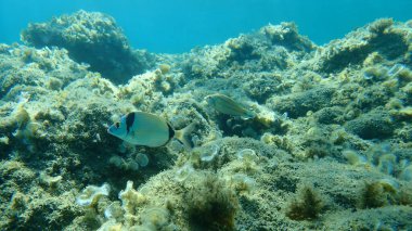Yaygın iki şeritli çipura (Diplodus vulgaris), Ege Denizi, Yunanistan, Halkidiki