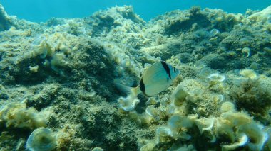 Yaygın iki şeritli çipura (Diplodus vulgaris), Ege Denizi, Yunanistan, Halkidiki