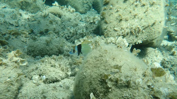 Κοινή Τσιπούρα Diplodus Vulgaris Αιγαίο Ελλάδα Χαλκιδική — Φωτογραφία Αρχείου