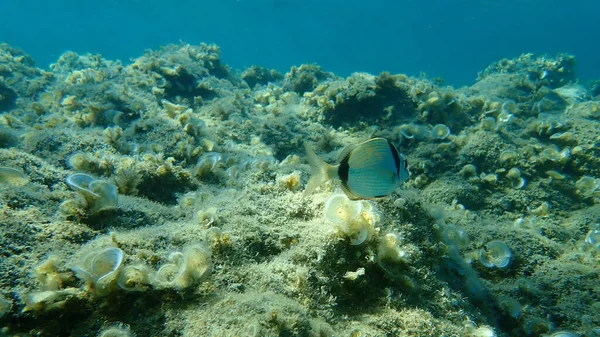 共通の二連鯛 出エジプト記 エーゲ海 ギリシャ ハルキディキ — ストック写真
