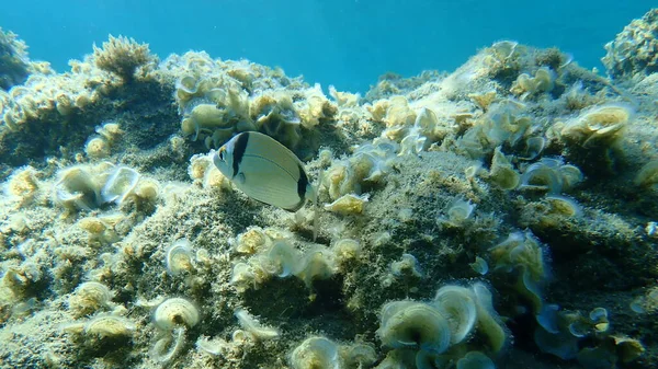 Die Goldbrasse Diplodus Vulgaris Ägäis Griechenland Chalkidiki — Stockfoto