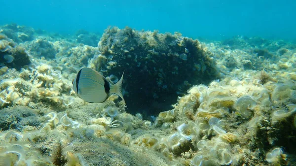 ทะเลสองสายท วไป Diplodus Vulgaris ทะเลเอจ Hal Kidiki — ภาพถ่ายสต็อก