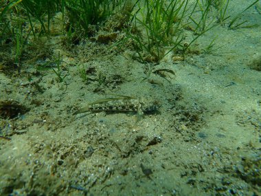 Kara Goby (Gobius niger), Ege Denizi, Yunanistan, Cape Sounio