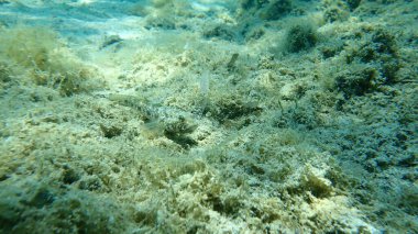 Kara Gobi (Gobius niger), Ege Denizi, Yunanistan, Halkidiki