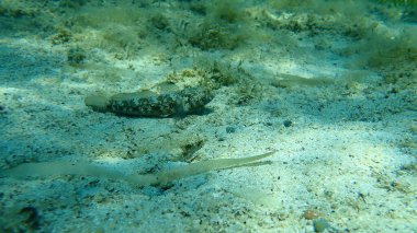 Kara Gobi (Gobius niger), Ege Denizi, Yunanistan, Halkidiki