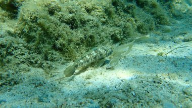 Kara Gobi (Gobius niger), Ege Denizi, Yunanistan, Halkidiki