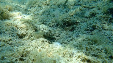 Kara Gobi (Gobius niger), Ege Denizi, Yunanistan, Halkidiki