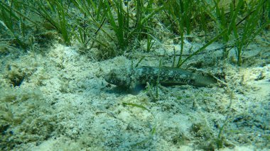 Kara Gobi (Gobius niger), Ege Denizi, Yunanistan, Halkidiki