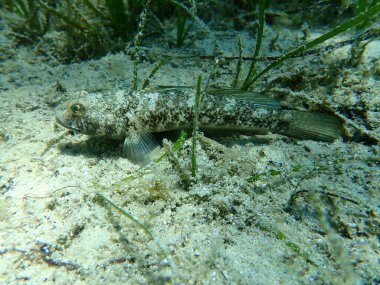 Kara Gobi (Gobius niger), Ege Denizi, Yunanistan, Halkidiki