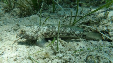 Kara Gobi (Gobius niger), Ege Denizi, Yunanistan, Halkidiki